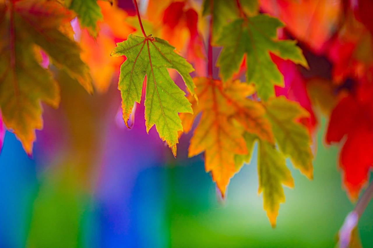 Hills in Colour - Autumn Photography Workshop
