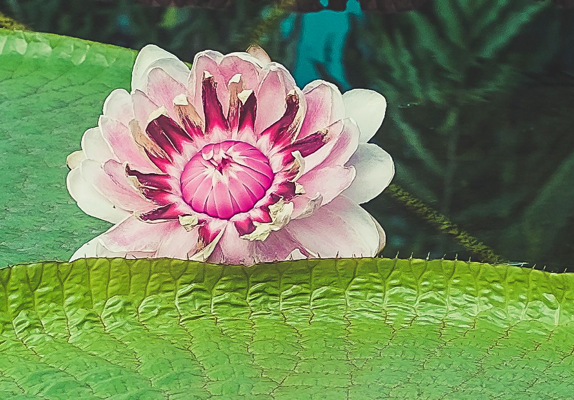 Brisbane Smartphone Photography Course