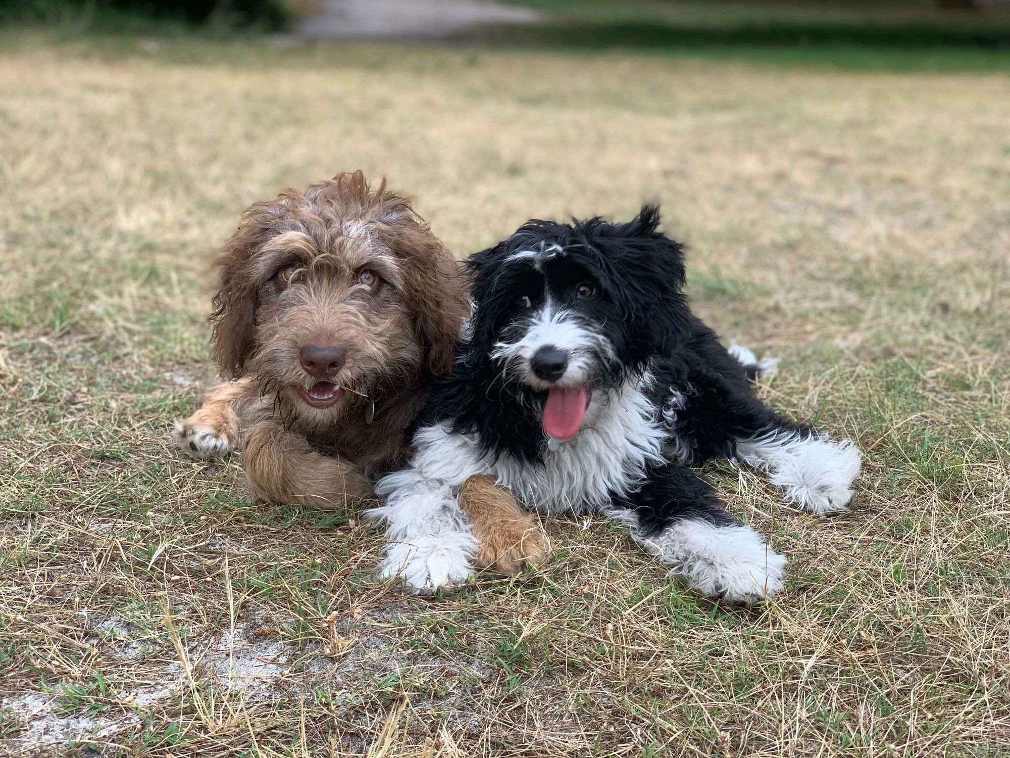 Dog Photography Course - Rose Bay Beach | Focus 10 | 2 hrs