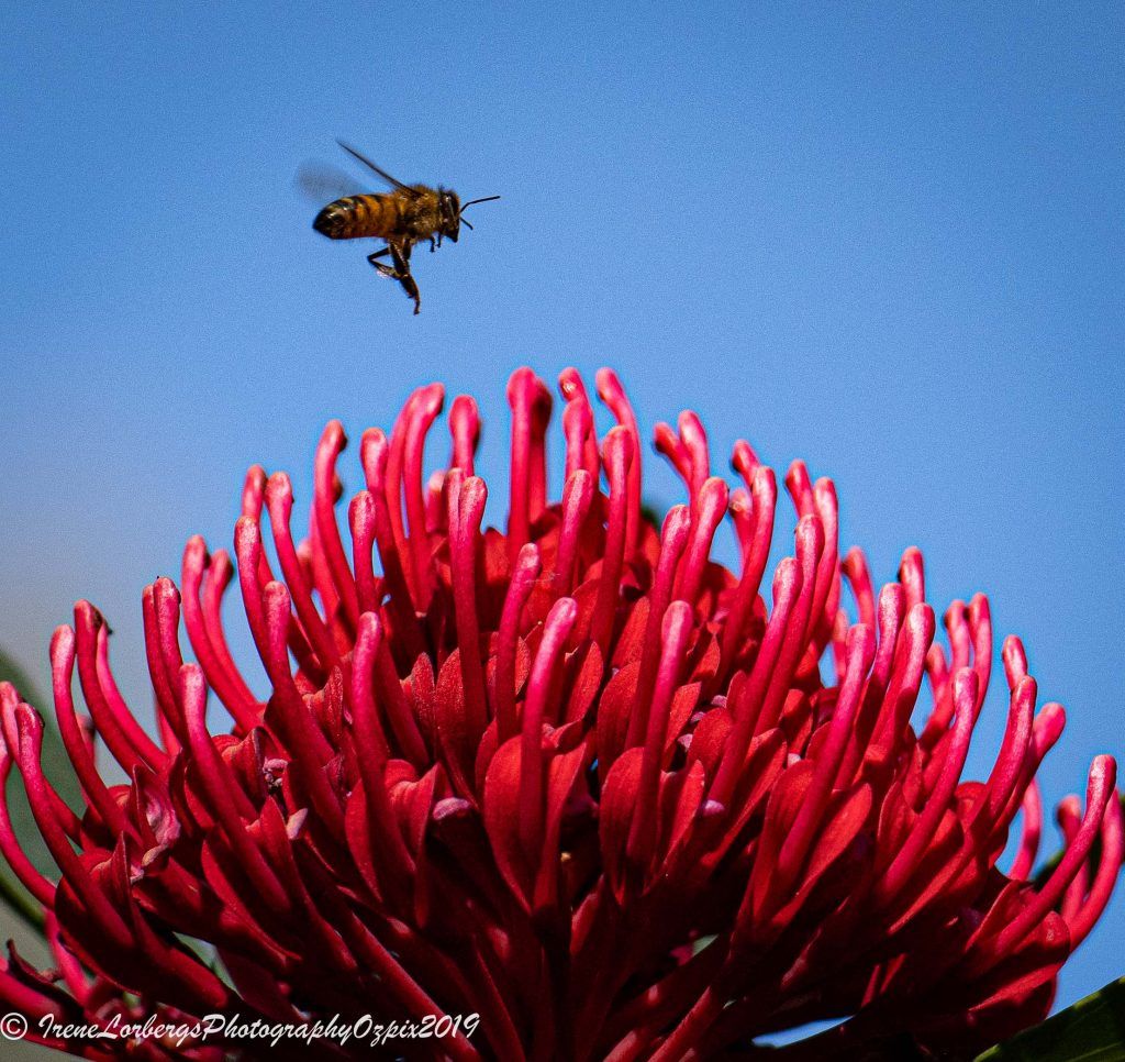 Australian National Botanic Gardens Photography Tour