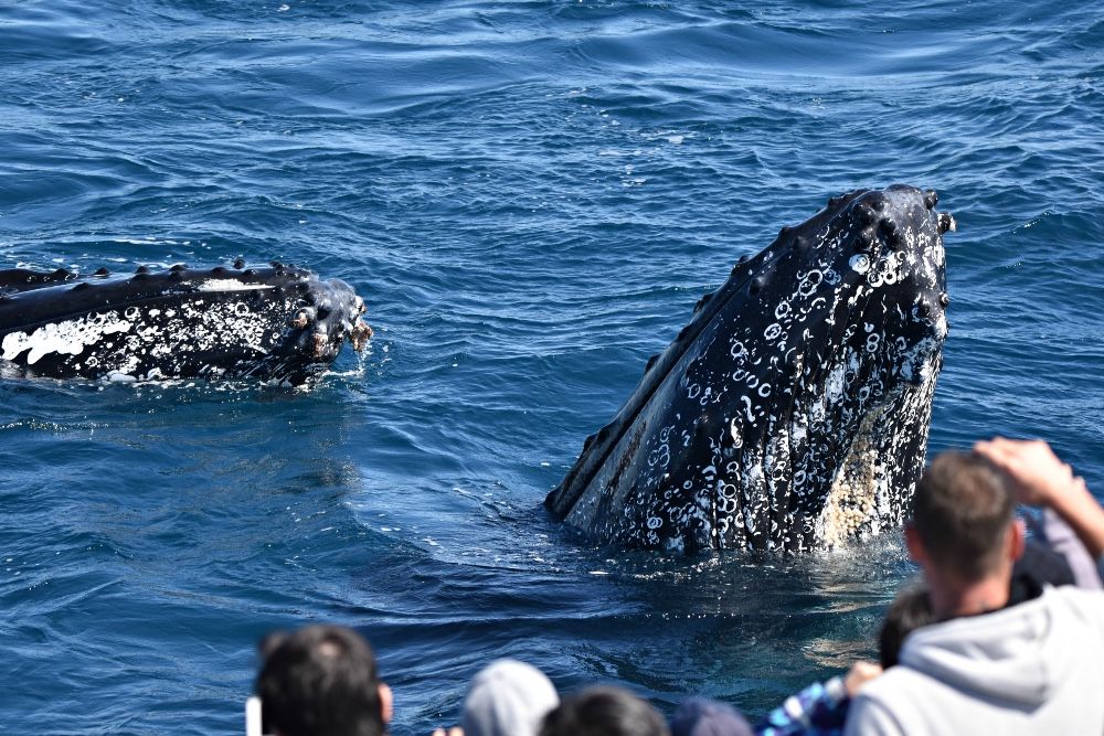Whale Watch Perth - VIP Captains Lounge