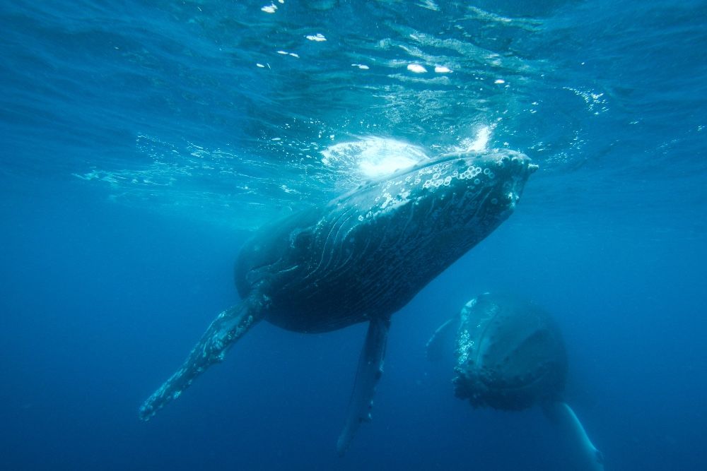 Whale Watch Augusta - VIP Captains Lounge