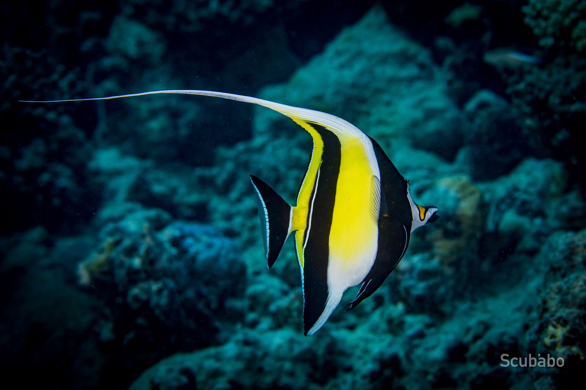 Dive & Click: Classroom & Pool Workshop for Stunning Underwater Photography (1 day)