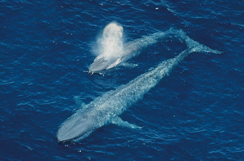 Perth Canyon Blue Whale Research Safari