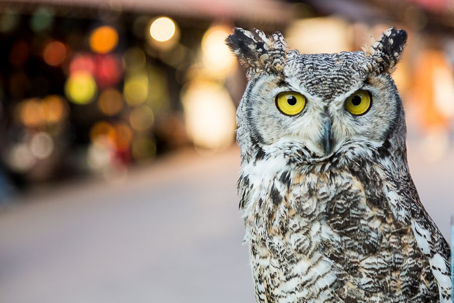 INTERMEDIATE PHOTOGRAPHY COURSE | 8 HOURS | PERTH ZOO & UWA | CODE LIME PHOTOGRAPHY