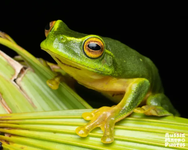 Cairns Botanic Gardens Night Walk and Photography Tour