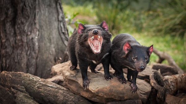 Private Wildlife Photography Experience at Bonorong Wildlife Sanctuary