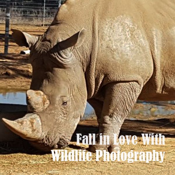 Fall In Love With Wildlife Photography (Canberra Zoo)