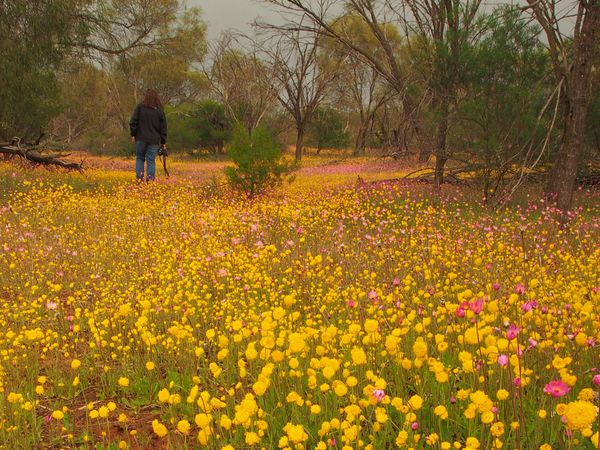 Amazing Wild Flowers of Western Australia 4 Day Tour