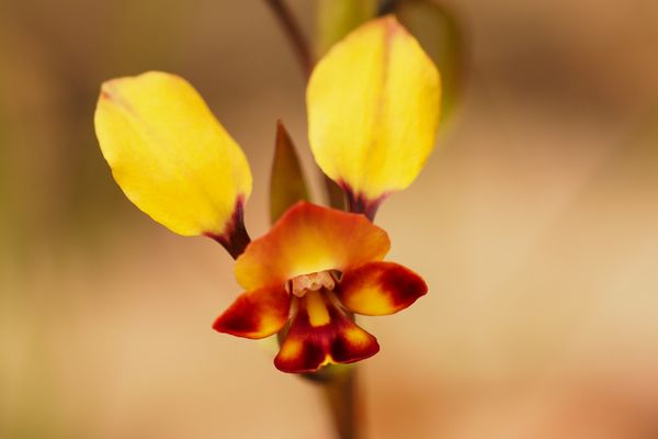 Wild Flowers and Orchids of Western Australia Photographic Day Tour