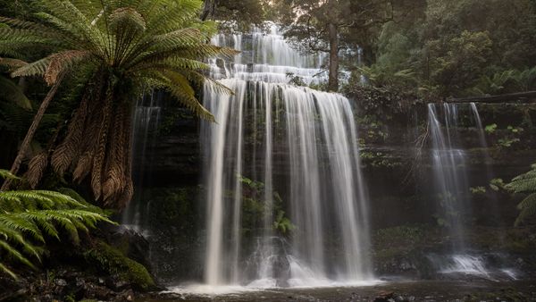 Mt Field National Park & Russell Falls - photo-oriented private day tour