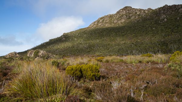 Hartz Mountains & Tahune Airwalk - photo-oriented private day tour