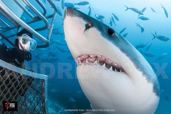 4 Night Great White Shark Expedition