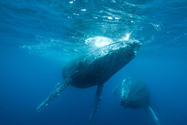 Whale Watch Augusta - VIP Captains Lounge