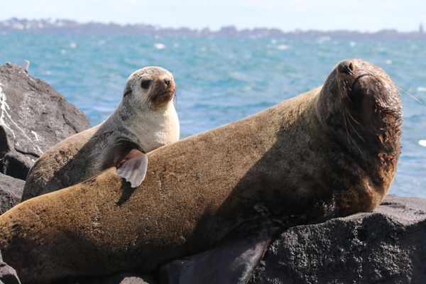 90 Minute Dolphin and Seal Watching Eco Boat Tour Mornington Peninsula