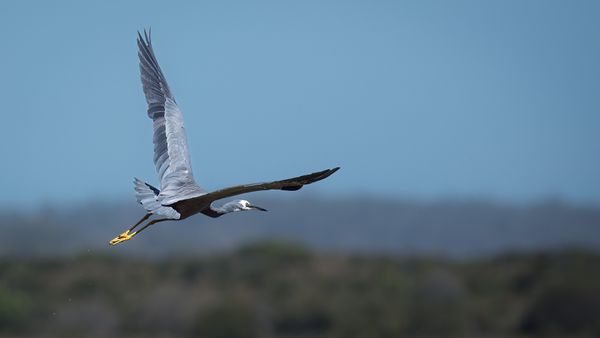 Bird photography Experiential Workshop