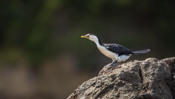 Bird Photography Experiential Worskhop